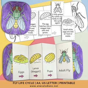Fly life cycle for kids, animal science activity, insect life cycle printable, preschool activity