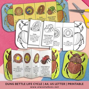 dung beetle life cycle, animal life cycle printable, early science activity, insect foldable craft