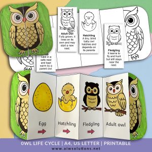Owl Life Cycle Craft | Foldable Printable Science Activity for Kids, owl life cycle worksheet
