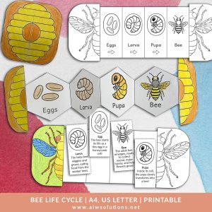 Bee life cycle activity, Bee foldable activity, Bee science activity, Bee classroom activity