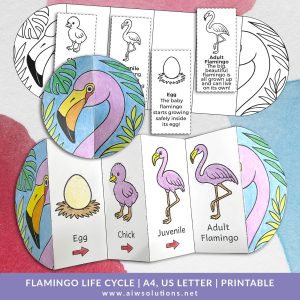 flamingo life cycle activity, flamingo foldable activity, flamingo printable, flamingo science activity, flamingo classroom activity,