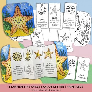Starfish life cycle for kids, sea animal science activity, marine animal life cycle activity, preschool activity