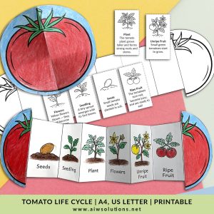 tomato life cycle, tomato sequencing activity, tomato foldable printable, tomato growing process