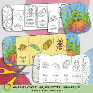 life cycle of an ant, ant worksheet, printable ant activity, ant foldable craft