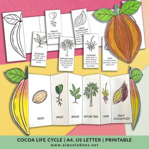 Life Cycle of a Cocoa (Cacao) Plant printable activity, where chocolate comes from, life cycle of chocolate, plant growth stages