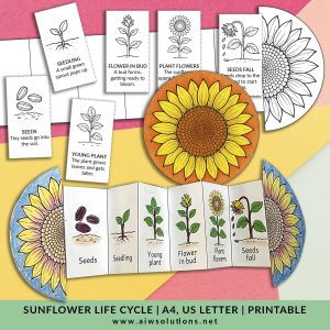 Foldable Sunflower Life Cycle Learning Activity For Kids, sunflower sequencing activity, printable sunflower worksheet