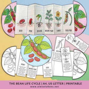 Life cycle of a bean plant, Bean plant life cycle worksheet, STEM crafts for kids, Life cycle of a plant cut and paste, Science foldable bean plant