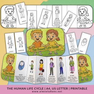 Human life cycle foldable, human life cycle craft, life cycle activity for kids